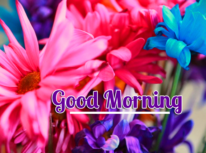 Beautiful-Colorful-Flowers-with-Good-Morning-Wish-Image-HD