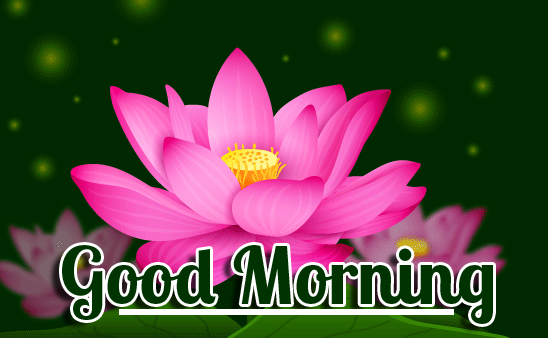 Beautiful-Lotus-Good-Morning-Wish