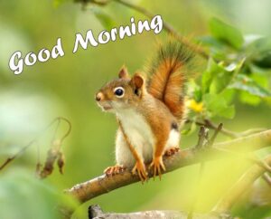 39+ Squirrels Animals Cute Good Morning Photos [Romantic Pics] - Good ...