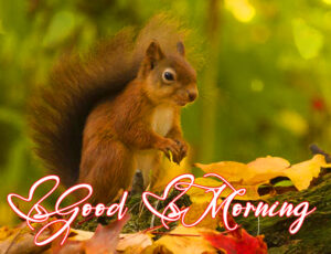 39+ Squirrels Animals Cute Good Morning Photos [Romantic Pics] - Good ...