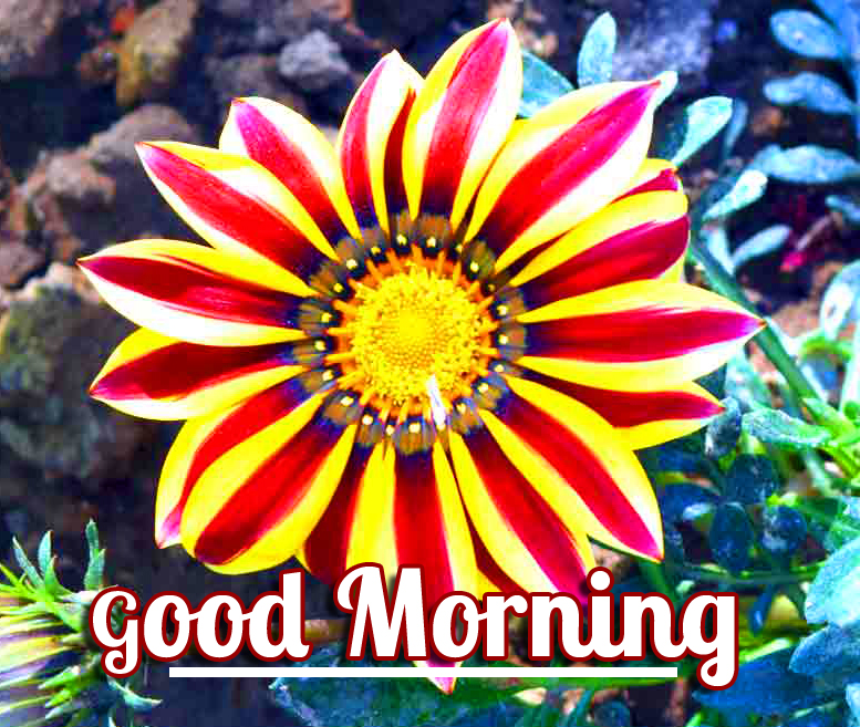 Good-Morning-Flowers-Image