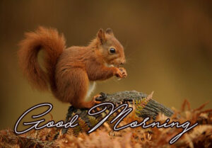 39+ Squirrels Animals Cute Good Morning Photos [Romantic Pics] - Good ...