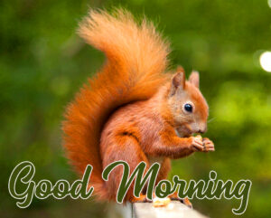 39+ Squirrels Animals Cute Good Morning Photos [Romantic Pics] - Good ...