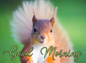 39+ Squirrels Animals Cute Good Morning Photos [Romantic Pics] - Good