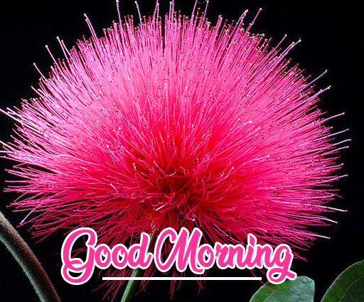 Pink-Flower-Good-Morning-Image