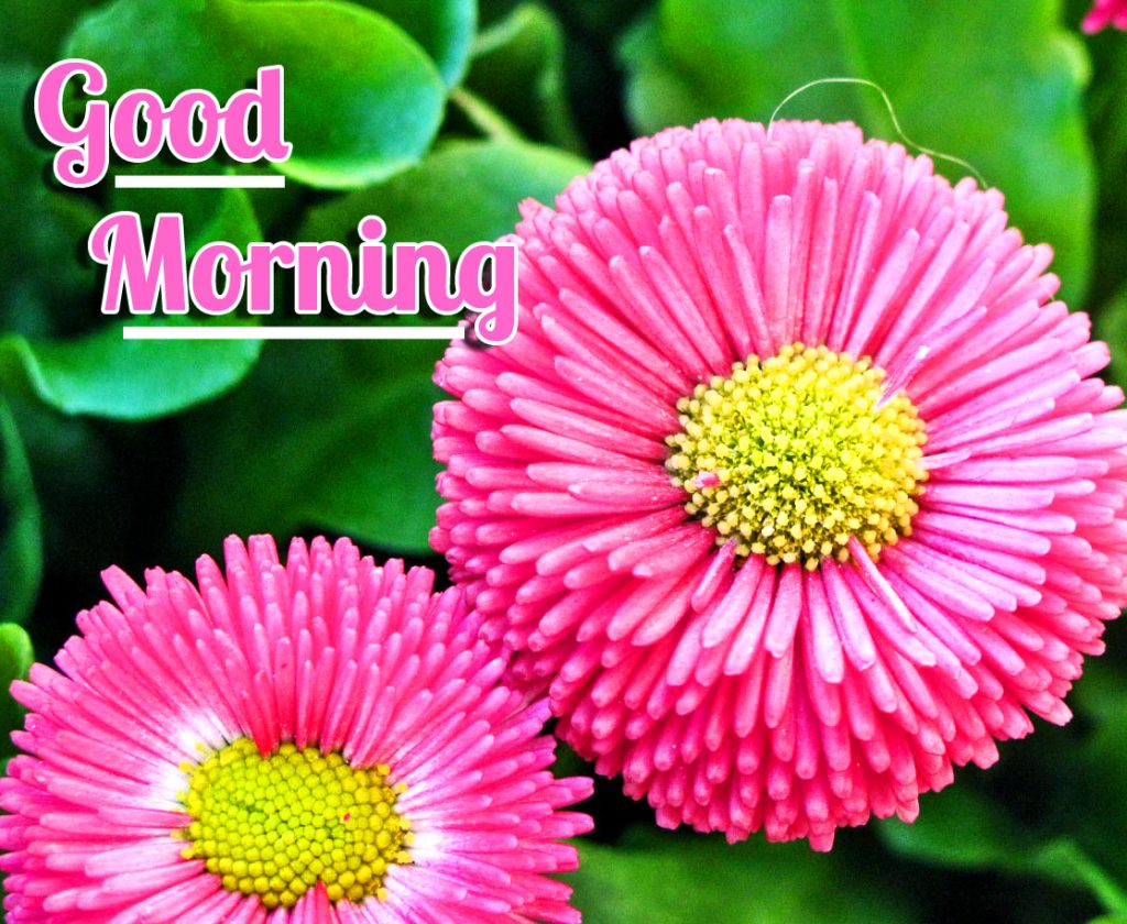 Pink-Flowers-Good-Morning-Wish-Wallpaper