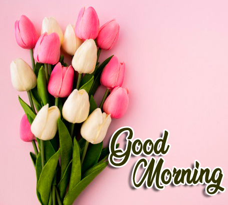 Pink-and-White-Tulip-Flowers-Good-Morning-Message