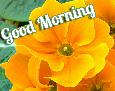 Primrose-Flowers-with-Good-Morning-Message