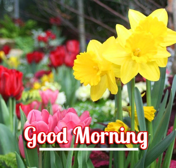 Spring-Flowers-Good-Morning-Message