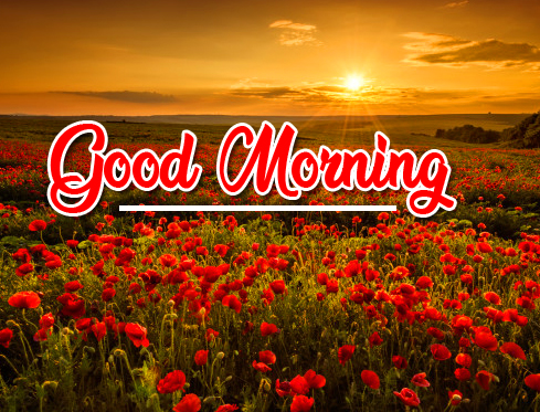 Sunrise-Floral-Garden-with-Good-Morning-Wish