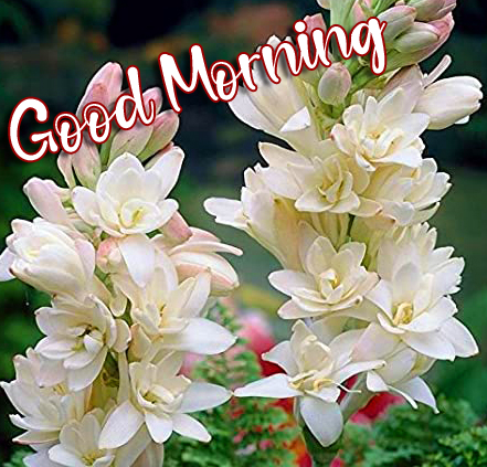 White-Flowers-with-Good-Morning-Wish