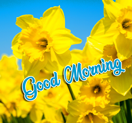 Yellow-Flowers-Good-Morning-Wishing-Image-HD