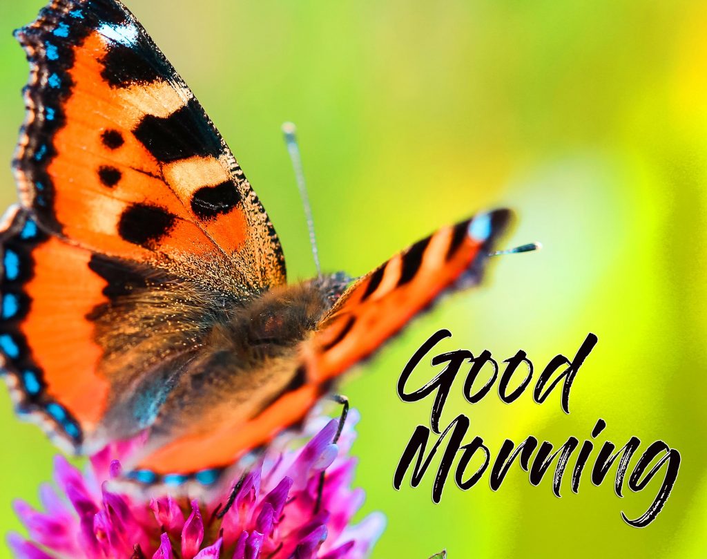 4k-Butterfly-on-Flower-Good-Morning-Image