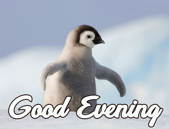 Baby-Penguin-Cute-Good-Evening-Image