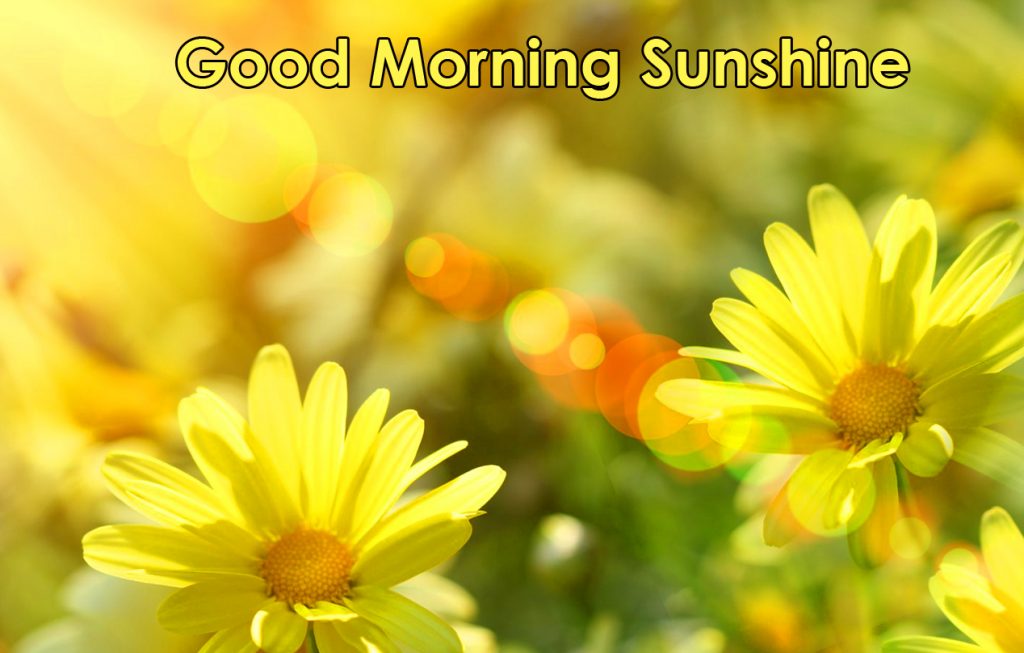 Beautiful Flowers in Sunshine with Good Morning Sunshine Wish