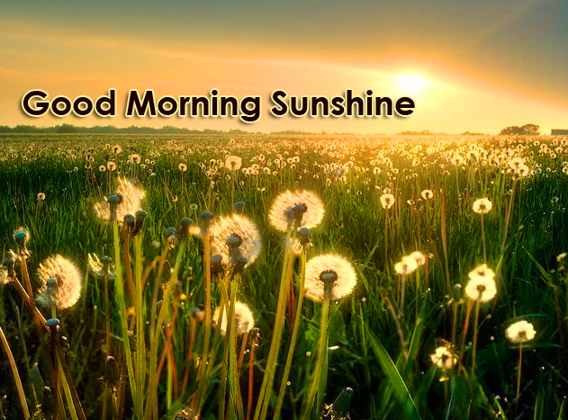 Beautiful Flowers in Sunshine with Good Morning Sunshine Wish
