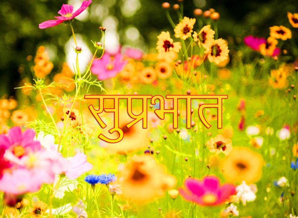 Beautiful-Wild-Flowers-Suprabhat-Pic