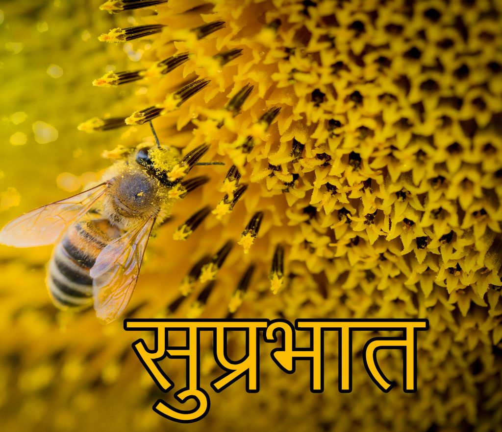 Bee-and-Flower-Suprabhat-Picture