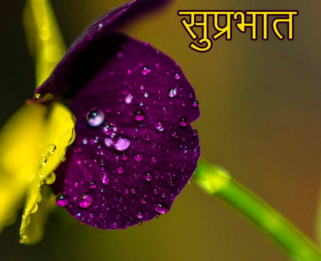 Best-Violet-Flower-Suprabhat-Pic