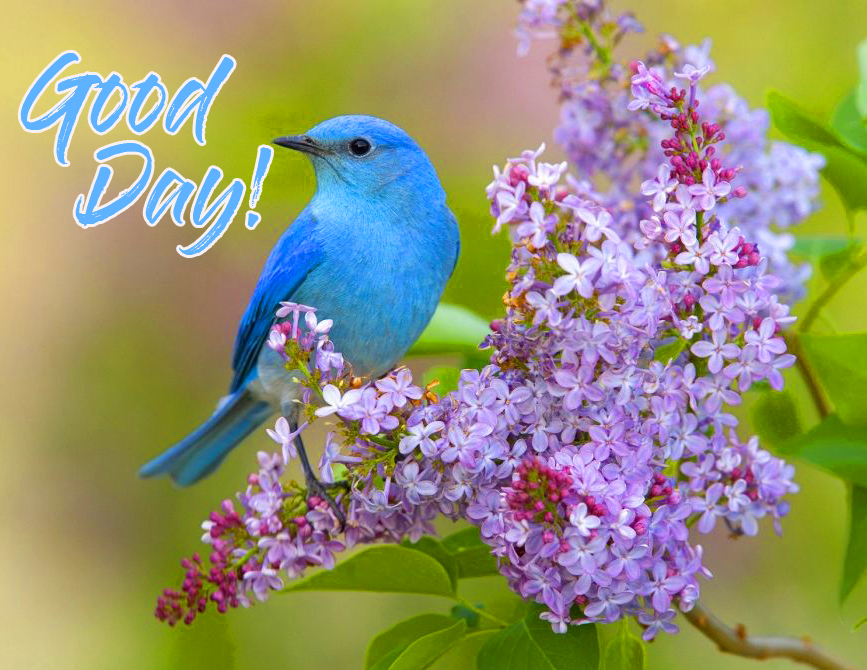 Bird-Good-Day-Image-HD