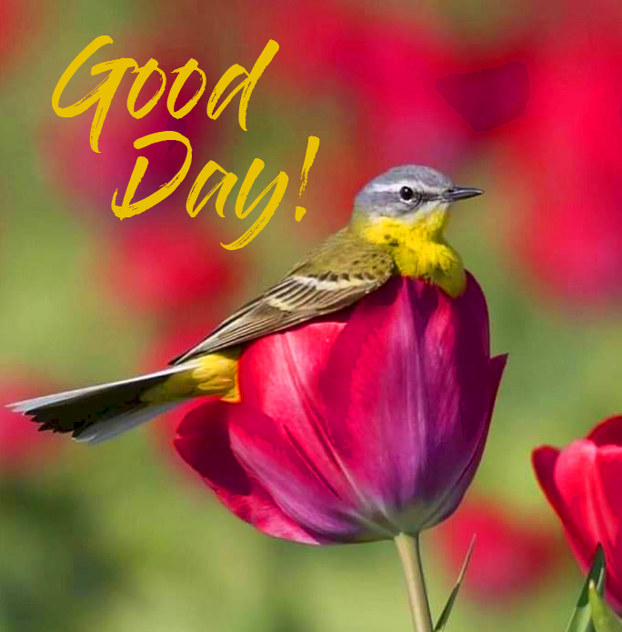 Bird-in-Tulip-with-Good-Day-Wish