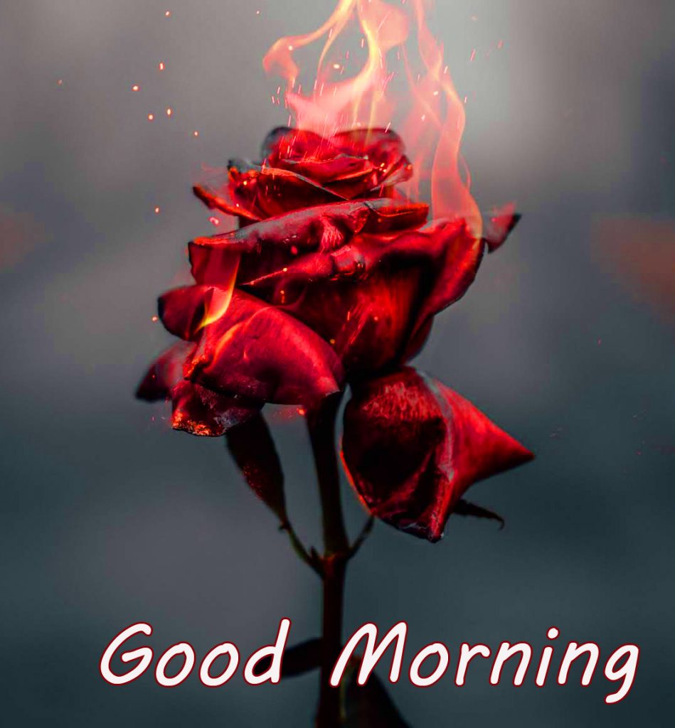 Burning-Rose-Good-Morning-Wallpaper-4k