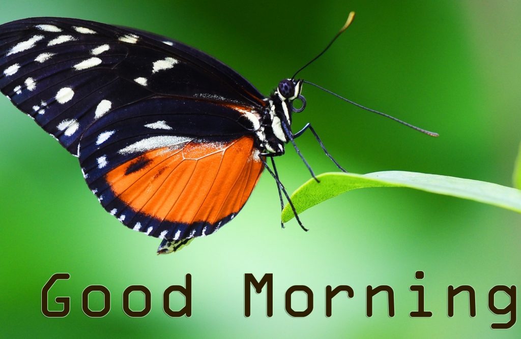 Butterfly-on-Leaf-with-Good-Morning-Wish-4k-Image