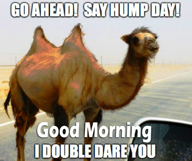 Camel-Hump-Meme-with-Good-Morning-Wish