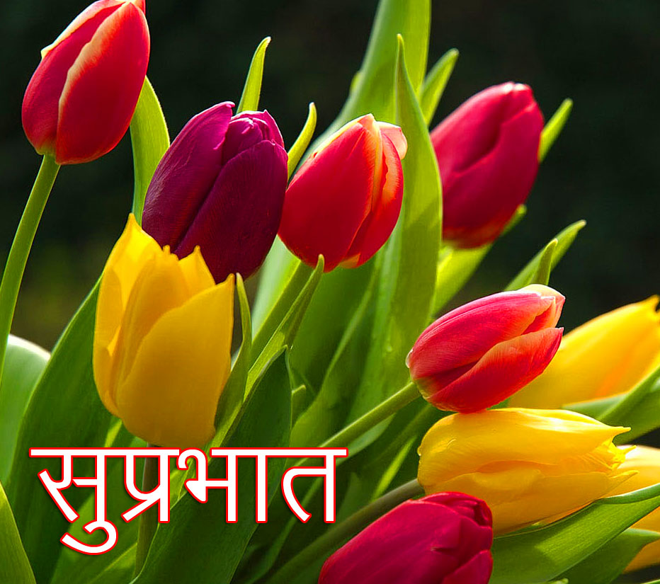 Colorful-Flowers-Suprabhat-Wallpaper