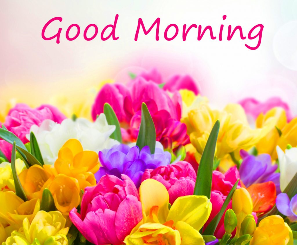 Colourful-Flowers-Good-Morning-Wallpaper-4k