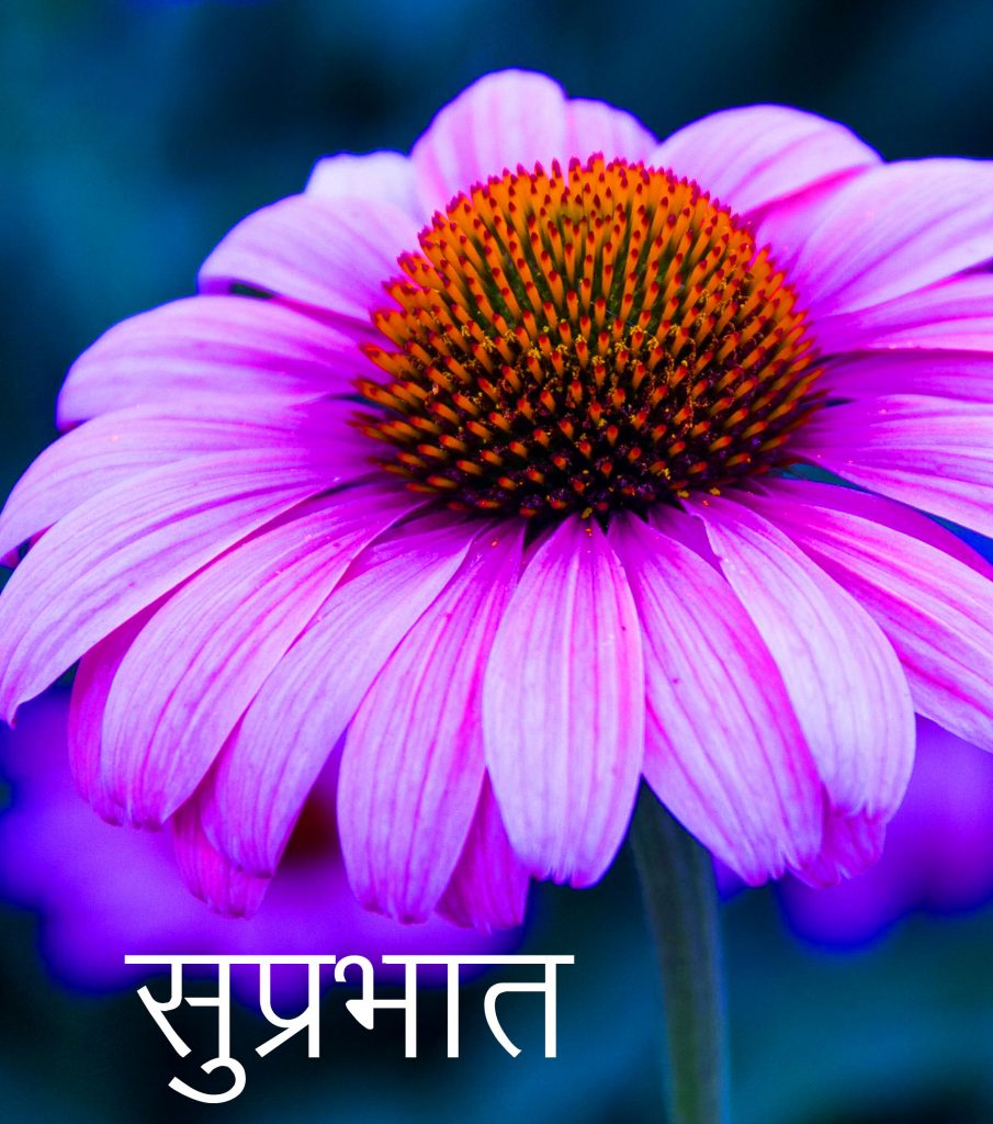 Cool-Puple-Flower-Suprabhat-Picture