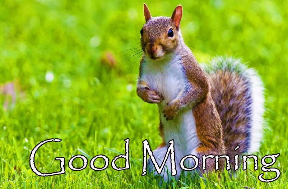 Cute-Animal-4k-Good-Morning-Picture