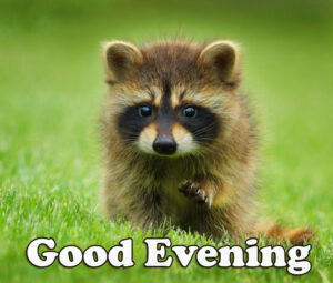 33+ Good Evening Cute | Cute Good Evening Images HD | Good Evening Cute ...