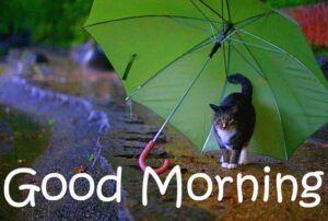 40+ Good Morning Nature Rain | Good Morning and Rainy Day Photos | Good ...