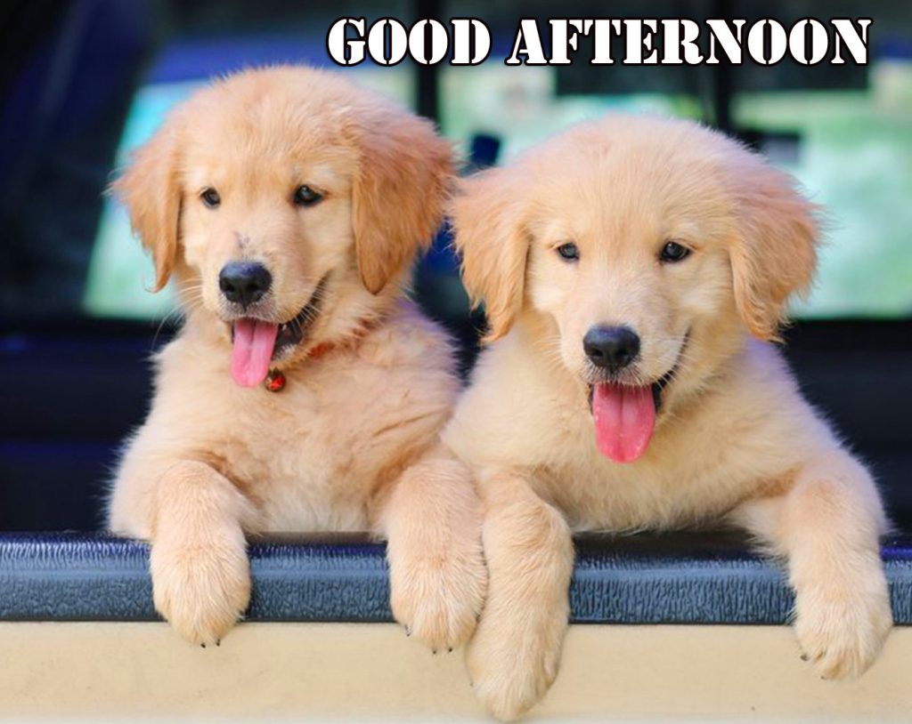 Cute-Puppy-Good-Afternoon-Sunday-Wallpaper