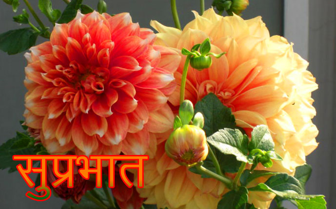 Dahlias-Flowers-Suprabhat-Image