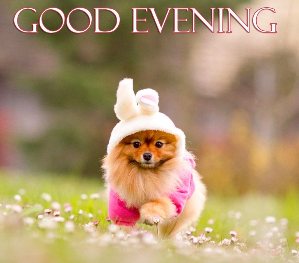Dog-Cute-Good-Evening-Image-HD