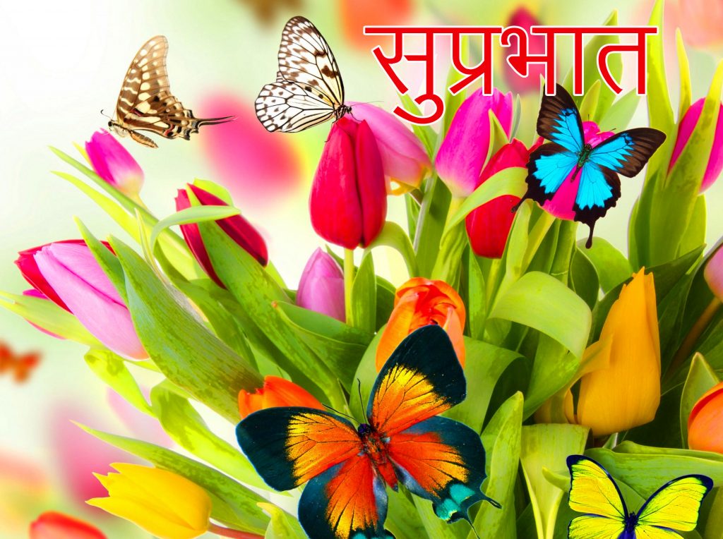 Floral-Suprabhat-Butterflies-Picture