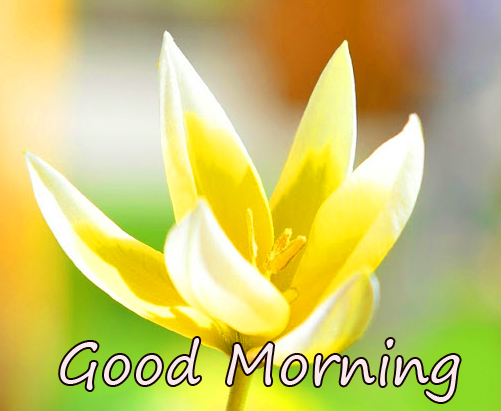 30+ Good Morning Ultra HD Images | Good Morning 4k HD Images | Good ...