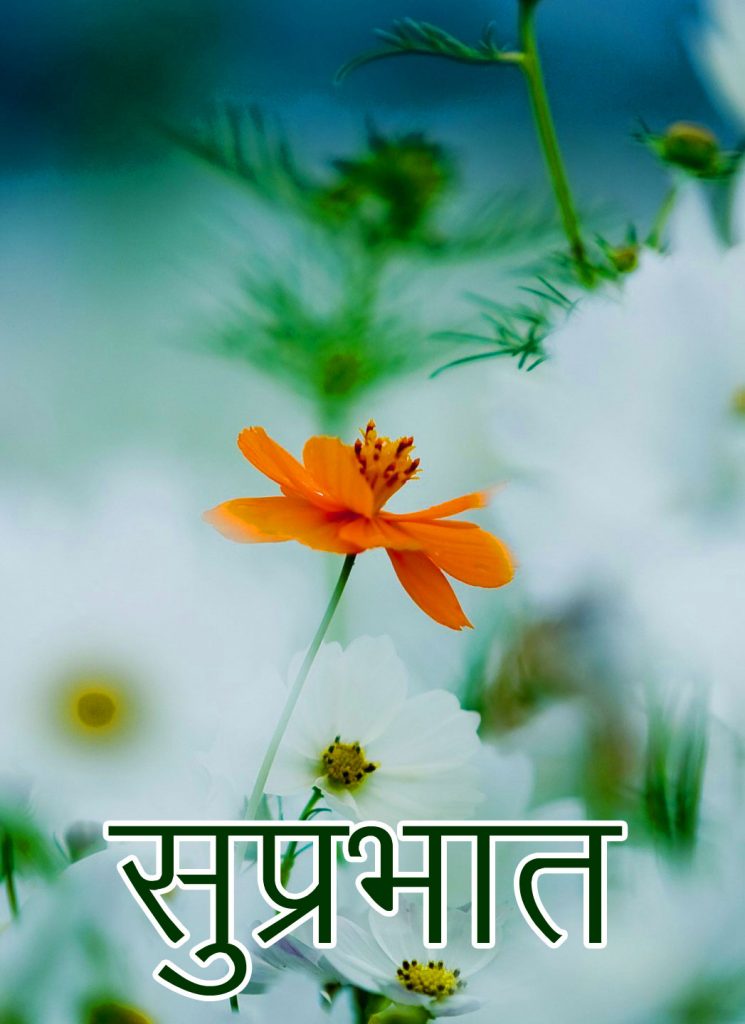 Flower-Suprabhat-Picture-HD