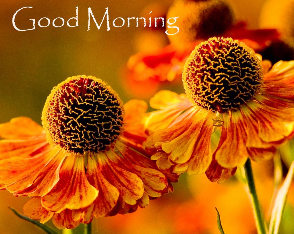 Flowers-4k-Good-Morning-Picture-HD