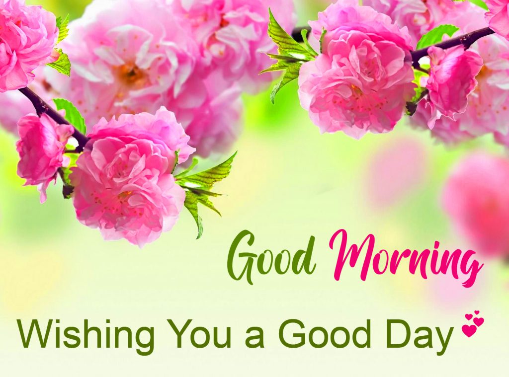 Flowers HD Good Morning Good Day Message Picture