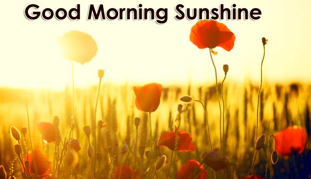 Flowers in Sunshine with Good Morning Sunshine Wish