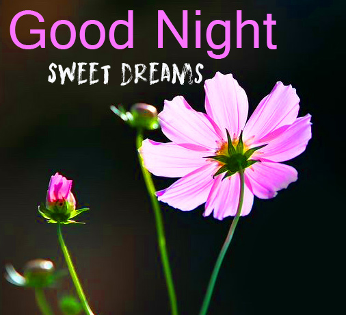 29+ Happy Good Night Sweet Dreams | Lovely Good Night Sweet Dreams ...