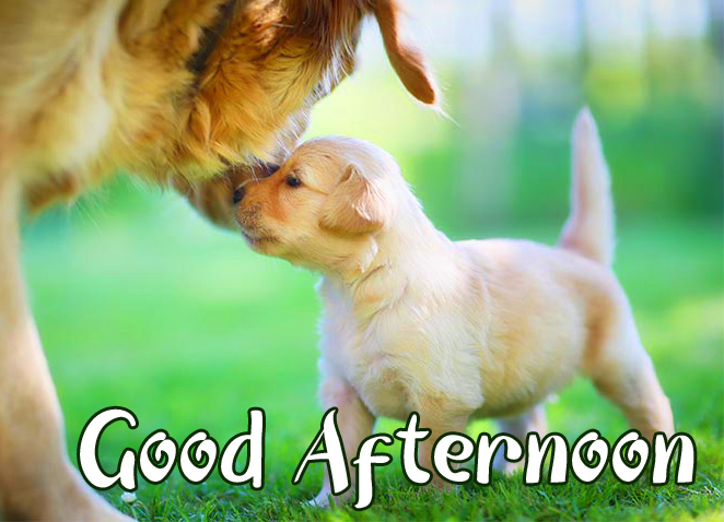 Golden-Puppy-and-Dog-Good-Afternoon-Sunday-Image