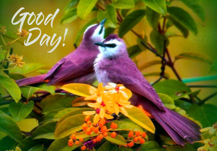 Good-Day-Wish-with-Birds