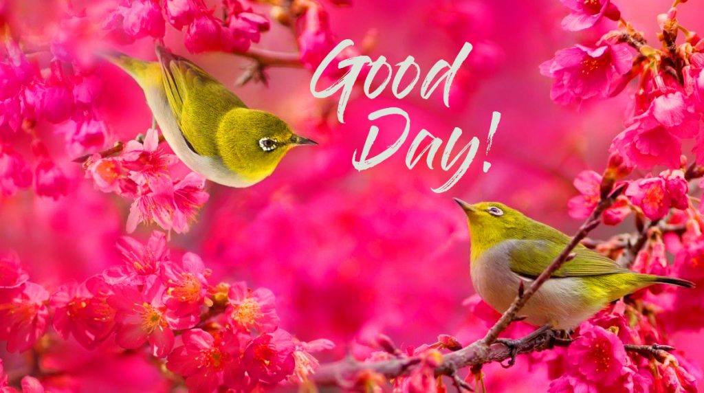 Good-Day-with-Birds-and-Flowers-Pic