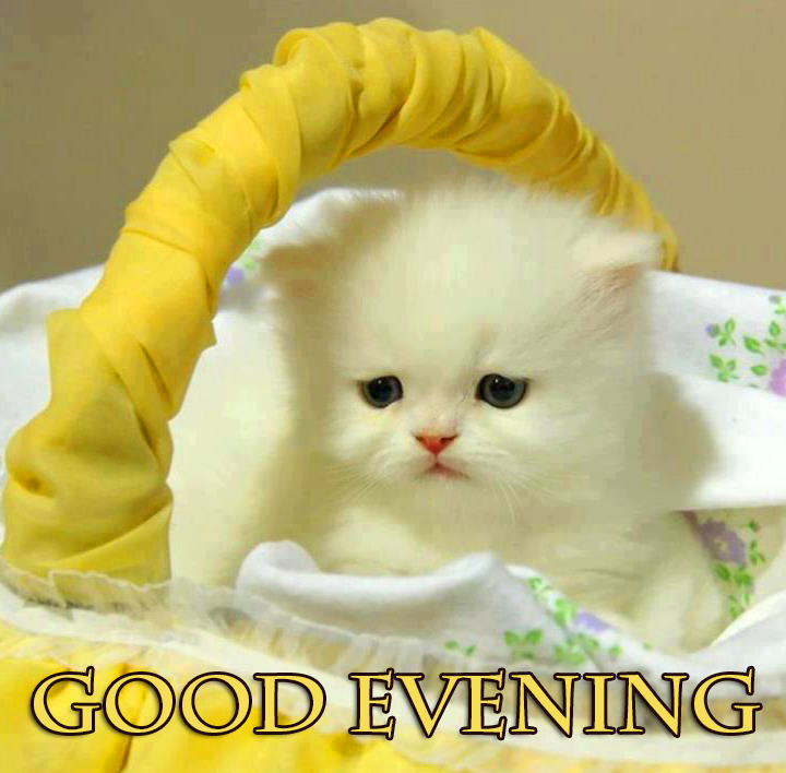 Good-Evening-Cute-Cat-Wallpaper