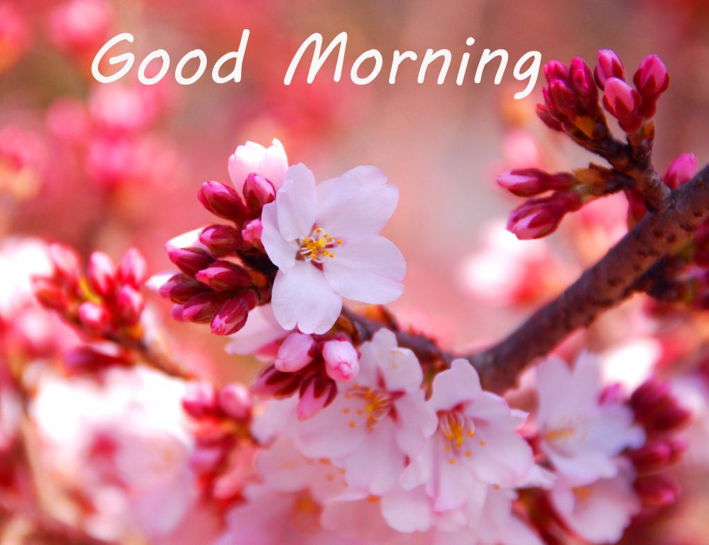 Good-Morning-4k-Sakura-Flowers-Image