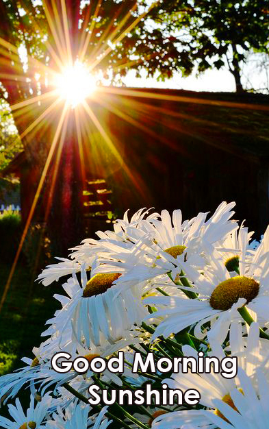 Good Morning Sunshine Wish with Sunshine Flowers